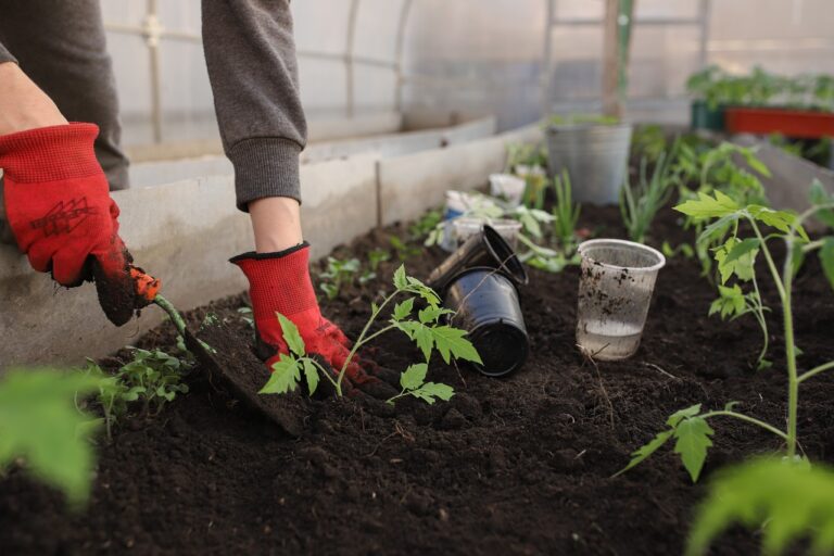 greenhouse, nature, planting-6226263.jpg
