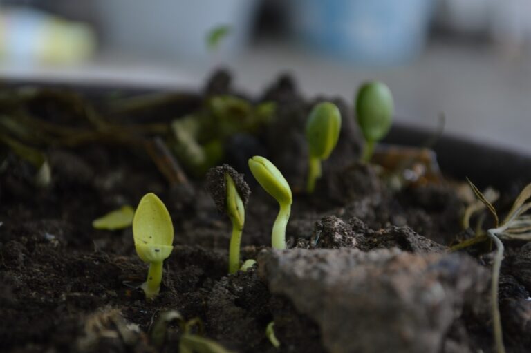 grown up, born, earth-1637302.jpg